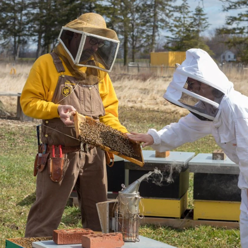 Apitherapy Consultation & Training